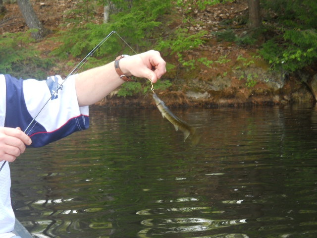 Baby Pickerel