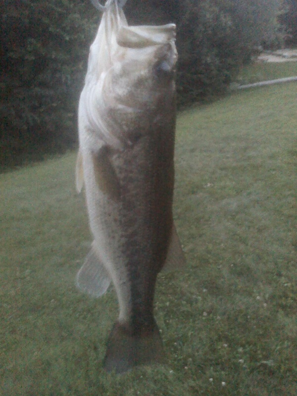 Bass #2