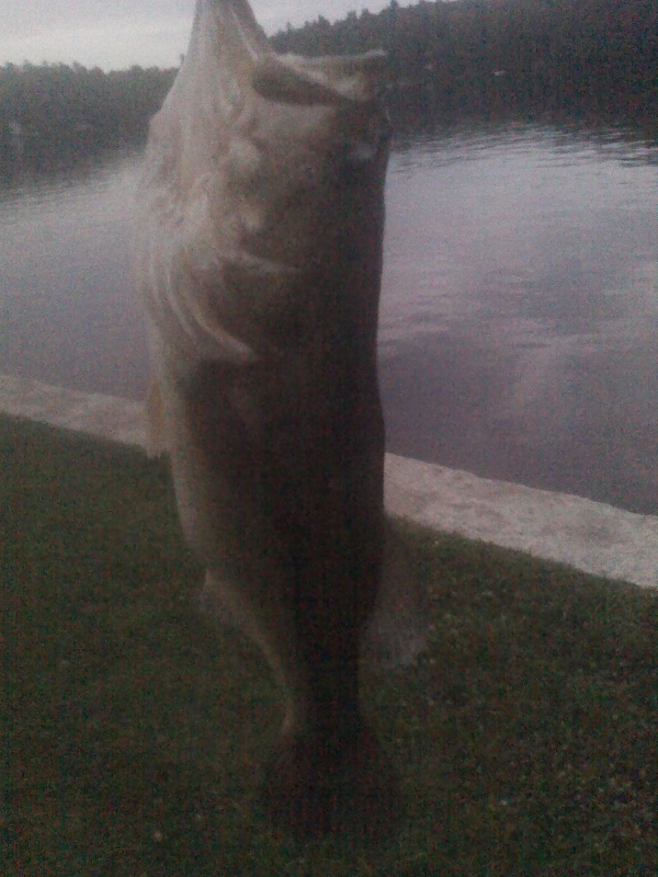 Bass #3