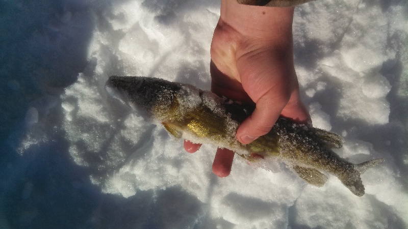 Pickerel 2