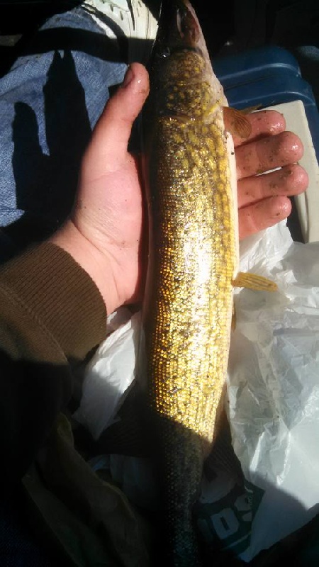 Chain Pickerel