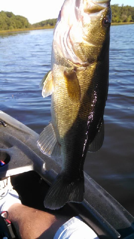 Spinner Bass