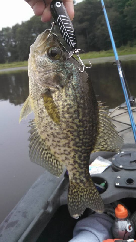 Black Crappie