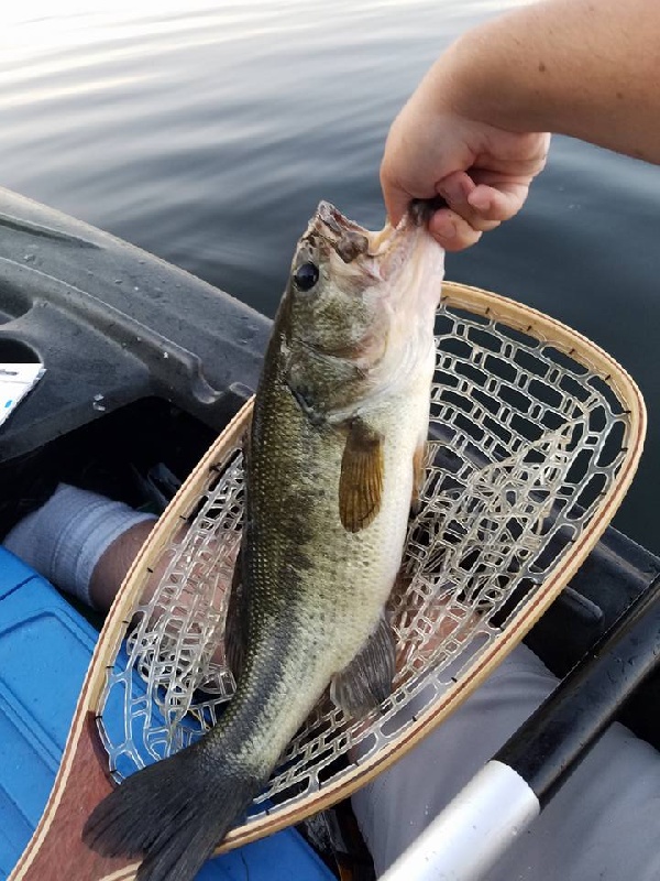 Bass near Northborough