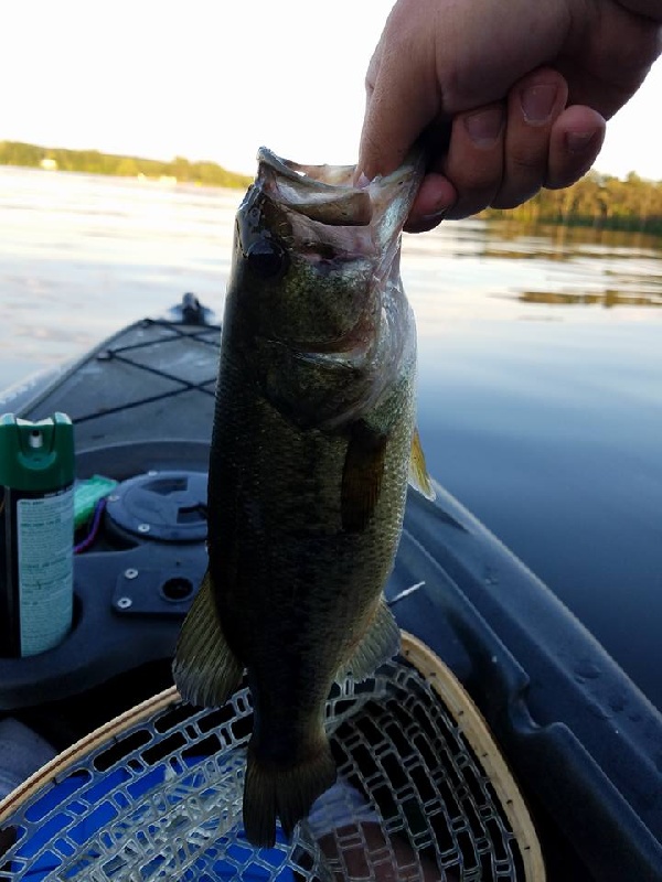 More Bass