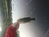shad factory pond Fishing Report