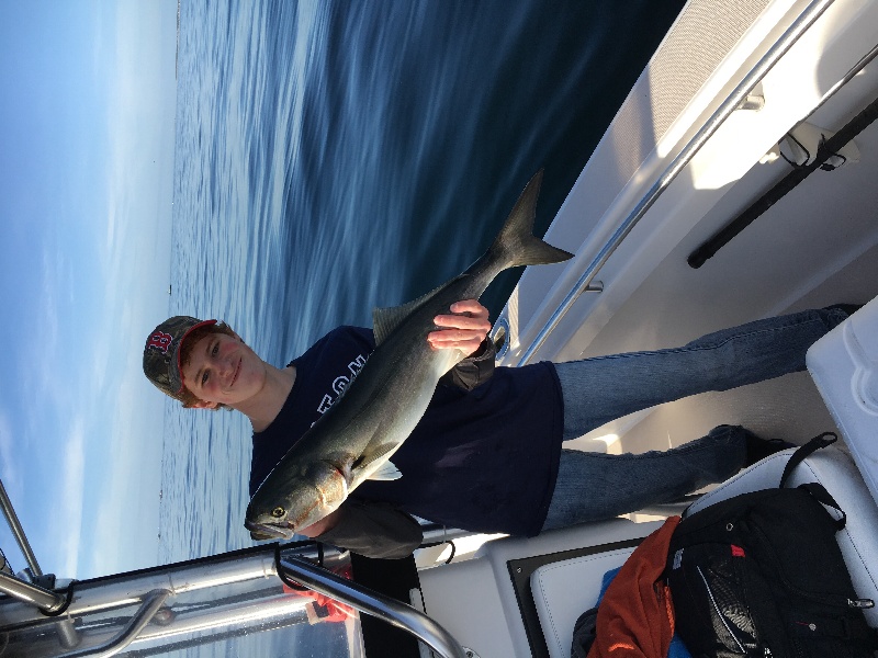 My bluefish, 33 inches near Orleans