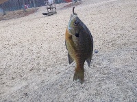 Panfish fishing with JUMBO perch surprise