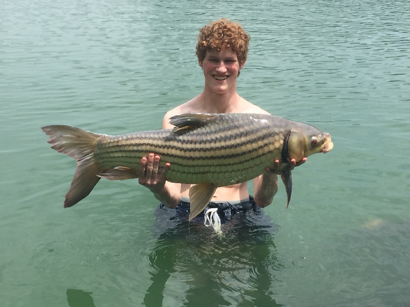 25lb Julian's Golden Carp