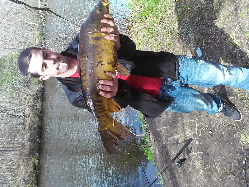 huge carp near Millville