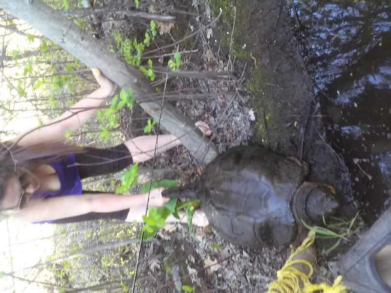 monster snapper 