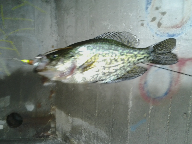 Charles River Black Crappie