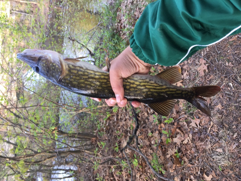 Pickerel on the Charles river 