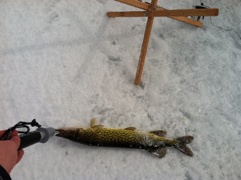 Pickerel near Peru