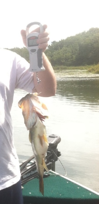 Largemouth Bass 