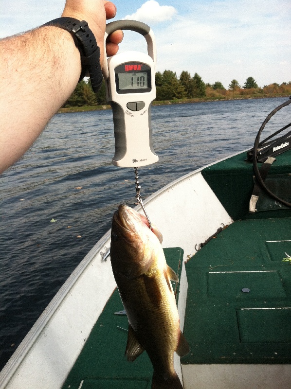 Largemouth Bass  near Ashland