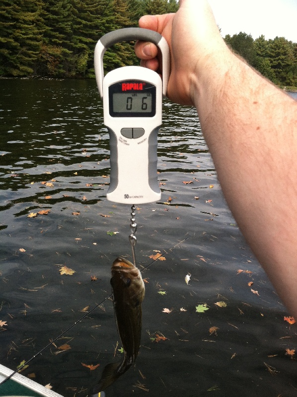 Largemouth  near Ashland