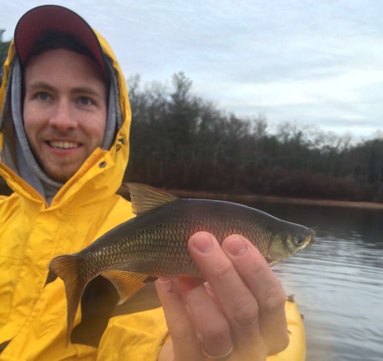 Golden Shiner