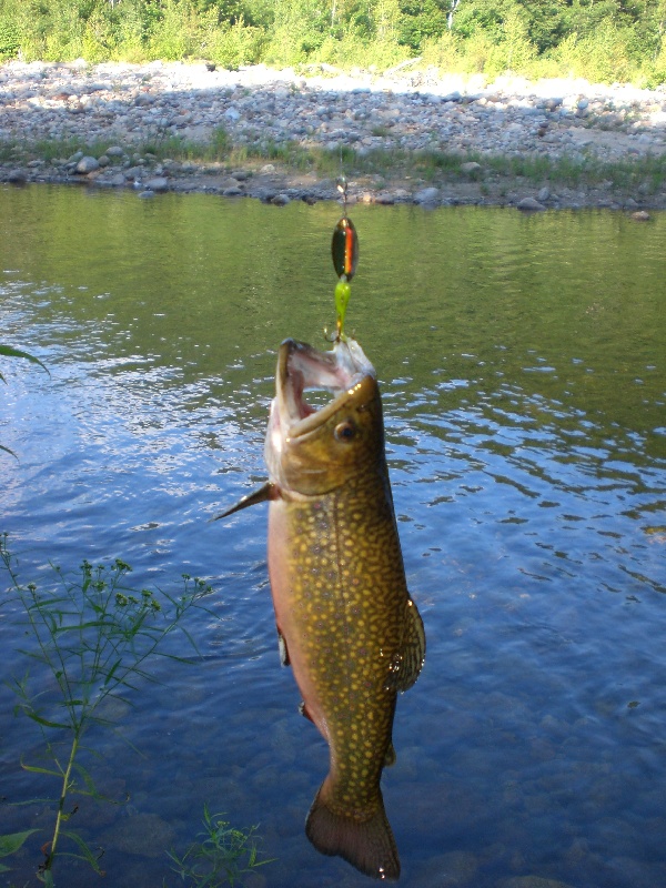 brook trout 