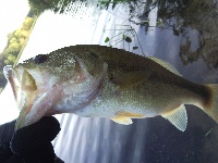 Forcing myself to use the baitcaster...tugged my line and there was larry!