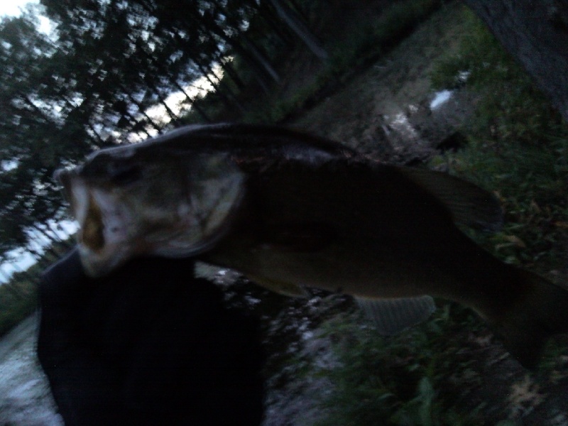 Couple of bass from the cove