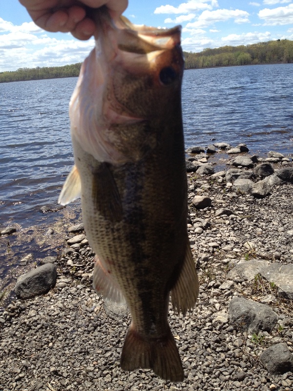 Lunchtime Lunker