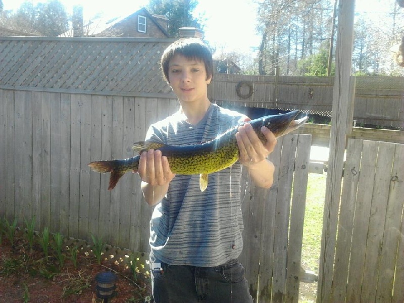 pickerel