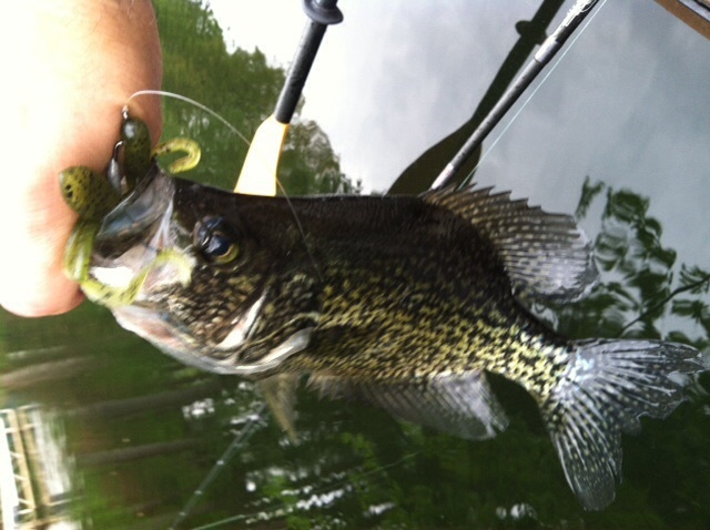 Crappie #1