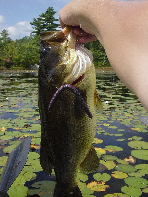 on a Bass Pro Shops worm near Bellingham