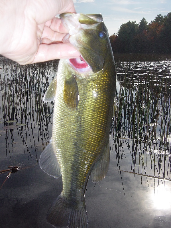 a small bass