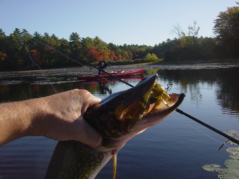 Watch out for the pickerel