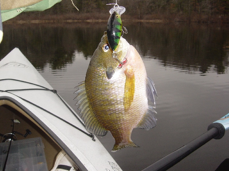 Sunfish?