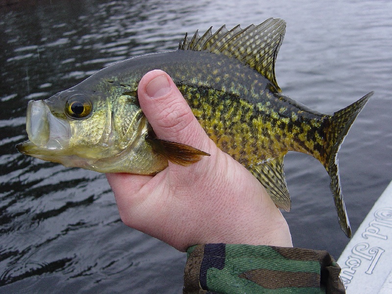 Calico bass