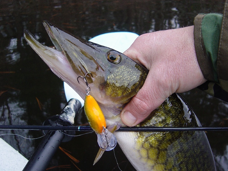 A slob of a pickerel