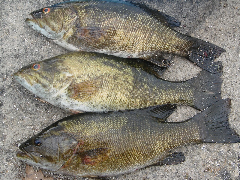 Smallies galore!