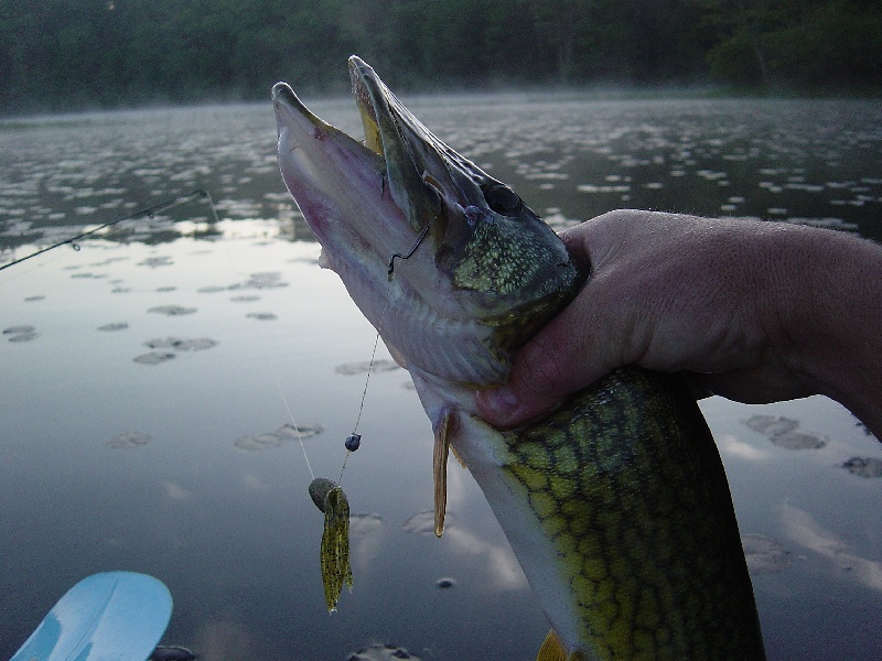 big pickerel