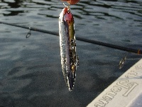 Old faithful, Neponset Reservoir