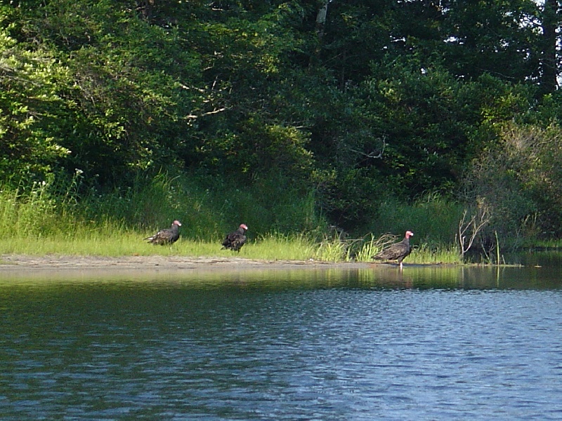turney vultures...1 near Brewster