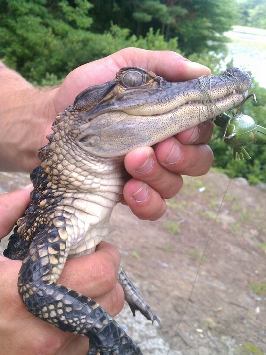 Alligator! near Brockton