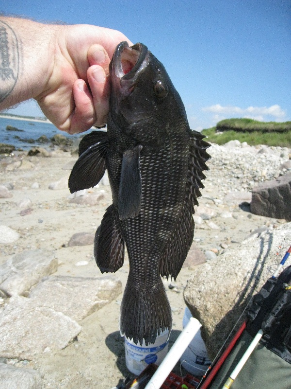 Fishing near Westport in Bristol County, Massachusetts - MA Fish