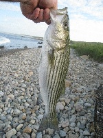 Gooseberry neck/island