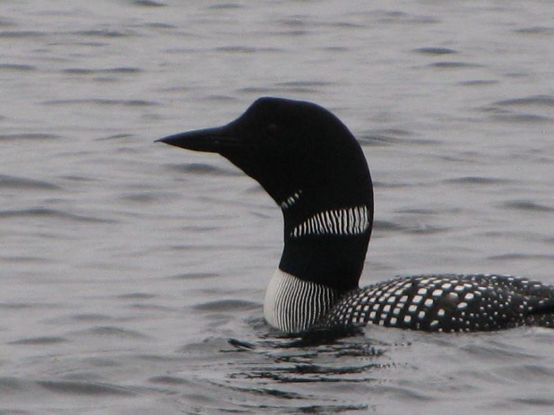 Loon