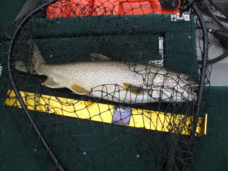 Quabbin laker