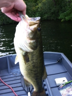 5 1/2 lb largemouth