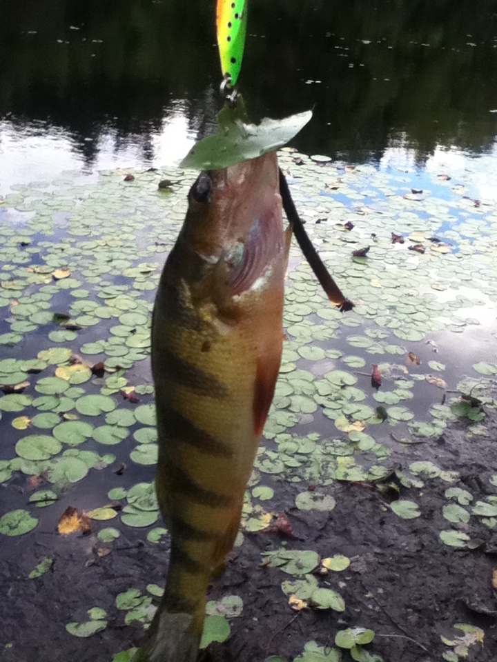 and perch near Hingham