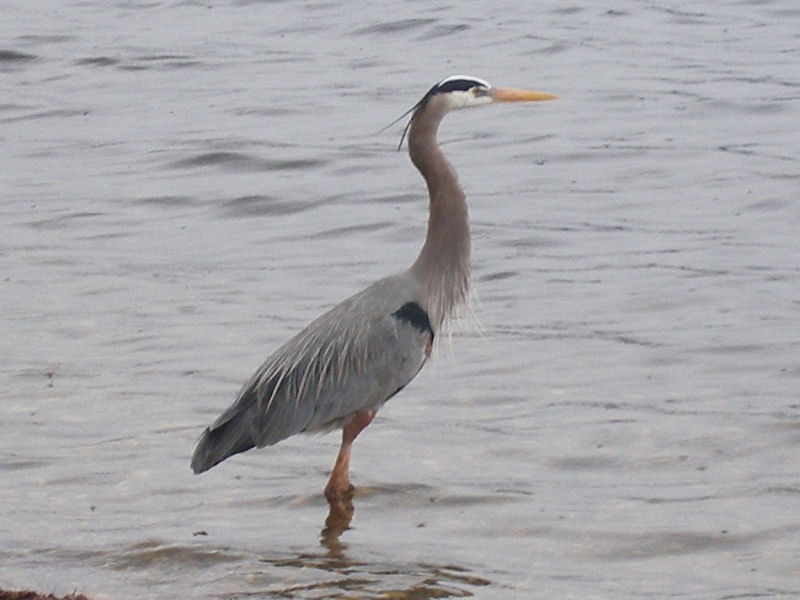 Bird at Whachusett Reservoir near West Boylston