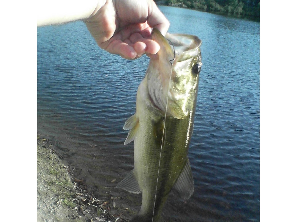 2lb Largemouth Bass near Milford