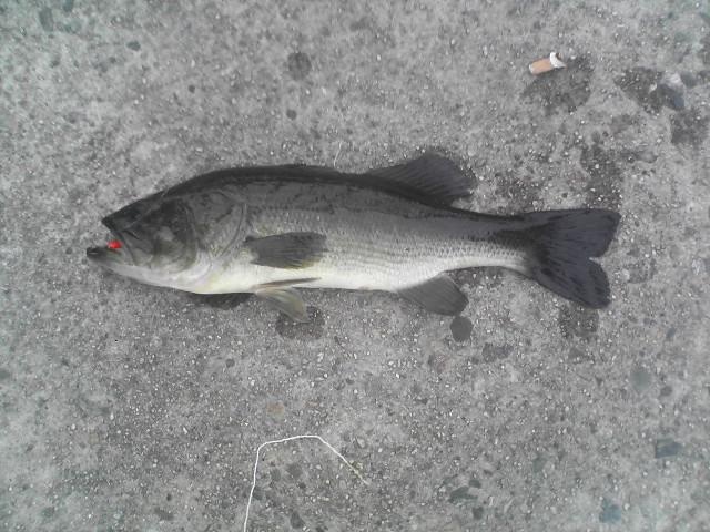 1.5 lb Largemouth Bass