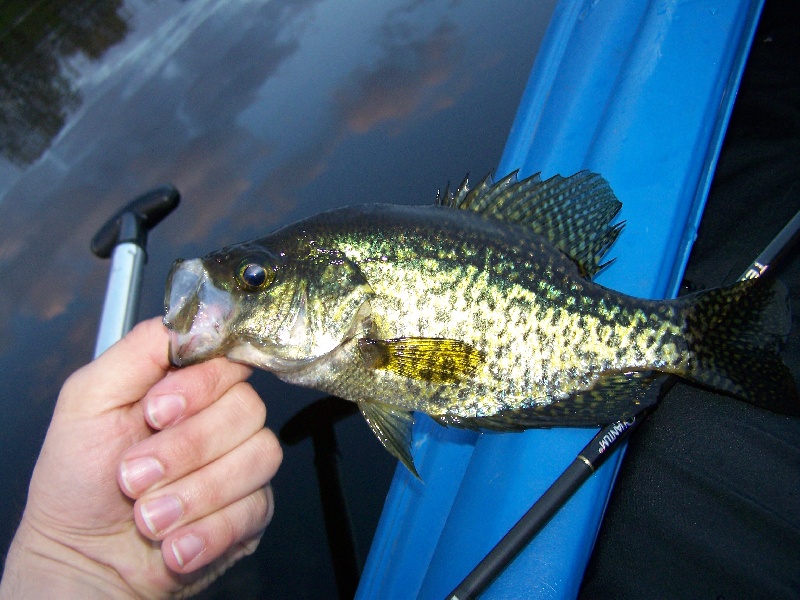 Lil Crappie