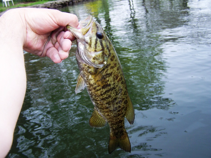 Tiger striped smallie